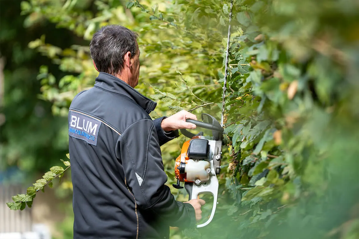 Mitarbeiter schneidet eine Hecke mit der Heckenschere